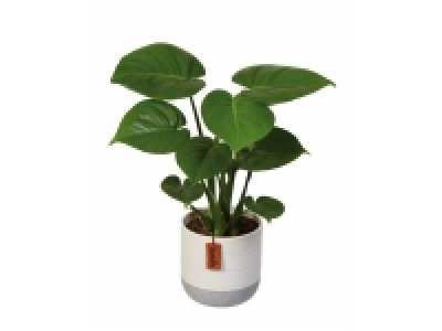 Plante verte exclusive en pot céramique
