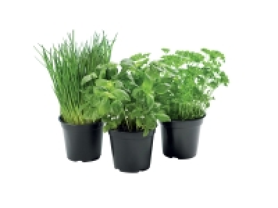 Herbes aromatiques 0.89 €