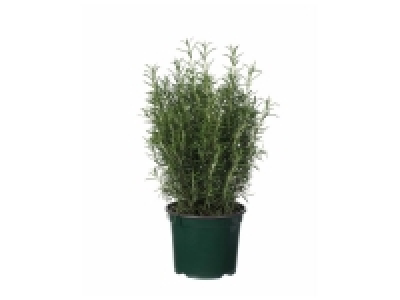 Lidl  Herbes aromatiques en pot