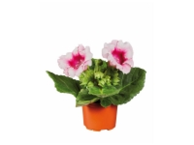 Lidl  Gloxinia