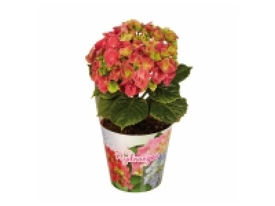 Lidl  Hortensia unifleur