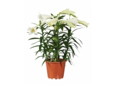 Lys Longiflorum