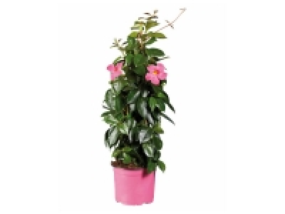 Dipladenia pyramide 10.99 €