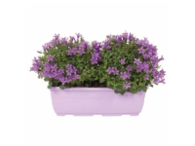 Lidl  Jardinière de campanule