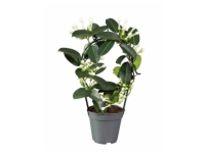 Jasmin ou stéphanotis parfumé 5.99 €