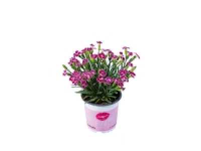illet parfumé 1.94 €