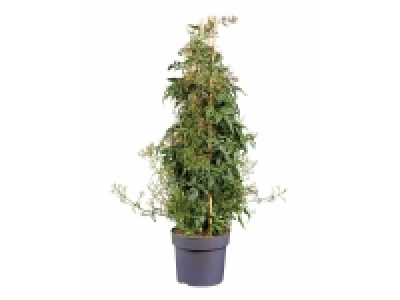 Lidl  Jasmin pyramide
