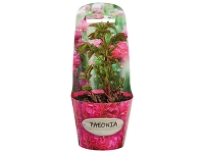 Lidl  Pivoine ou hortensia