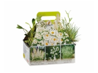 Lidl  Assortiment de 6 plantes à massif