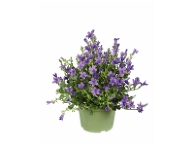 Campanule Get Mee 2.54 €