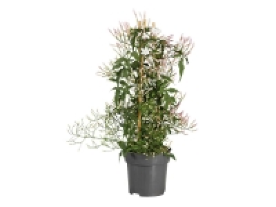Lidl  Jasmin arceau ou pyramide