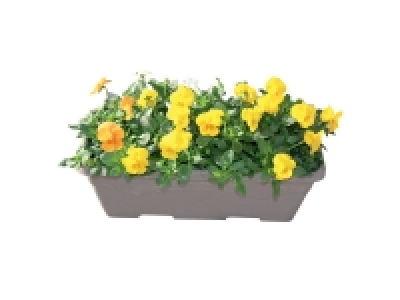 Jardinière de pensées