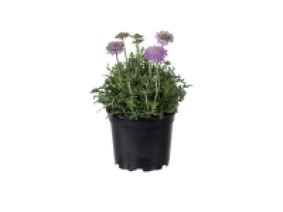Plantes vivaces