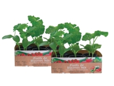 Barquettes de 6 plants de légumes