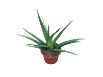Aloe Vera 3.29 €