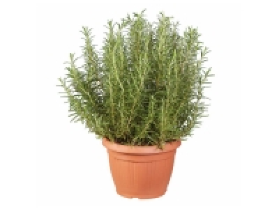 Plantes aromatique en pot