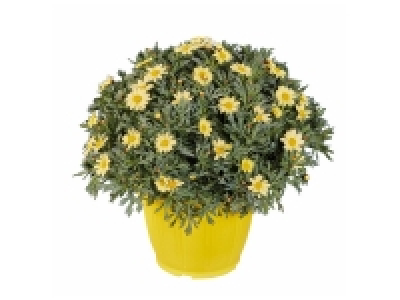 Marguerite en pot