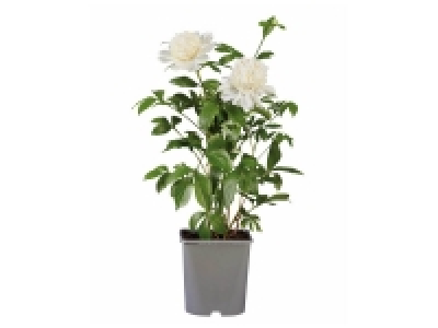 Lidl  Pivoine en pot