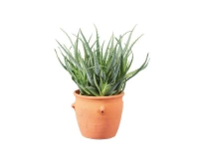 Aloé en pot terracotta