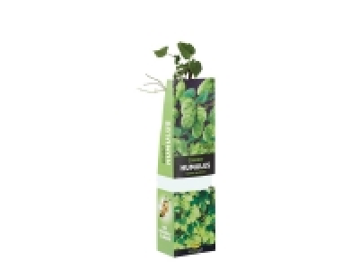Plante grimpante
