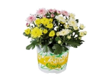 Lidl  Chrysanthème multifleur