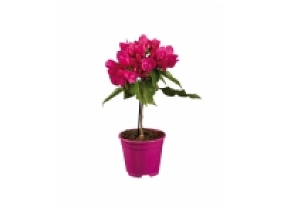 Bougainvilliers sur tige