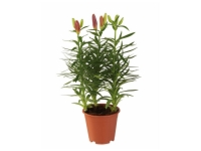 Lys asiatique 2.54 €