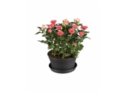 Rosier en pot 8.99 €