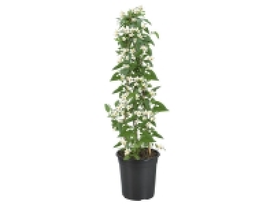 Solanum grimpant