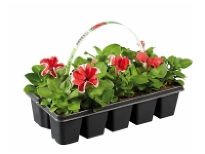 Barquette de plantes à massif