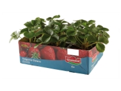 Plants de fraisiers