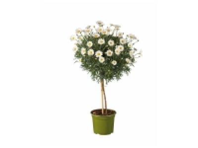 Marguerites sur tige