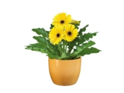 Plante fleurie en pot céramique