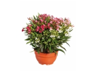 Laurier fleuri tricolore ou olivier en coupe