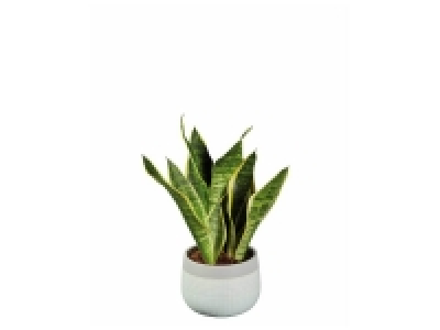 Plante verte en pot céramique béton