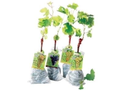 Lidl  Pied de vigne «cultivé en France»
