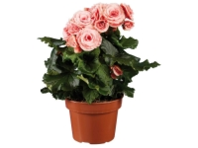 Lidl  Begonia