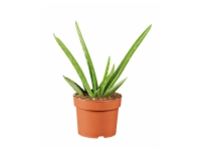 Lidl  Aloe vera