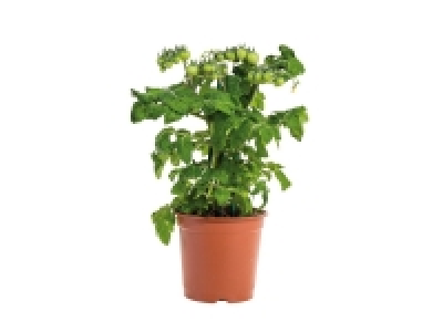 Légume en pot 5.99 €