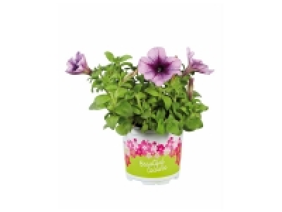 Plantes de printemps