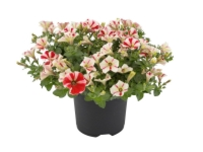 Plantes de balcon