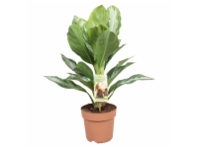 Grande plante verte ou cactus