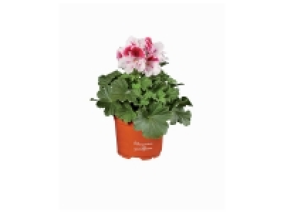 Pelargonium ou Bégonia