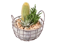 Lidl  Composition Cactus et Succulentes