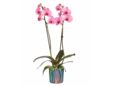 Orchidée royale en pot holographique