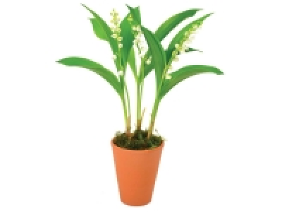 Lidl  Muguet en pot 3 griffes