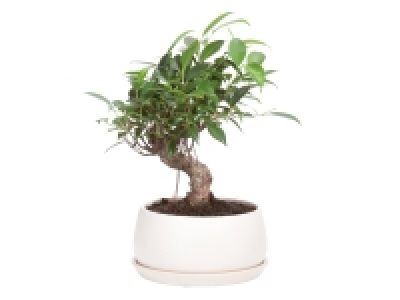 Lidl  Bonsai en pot céramique