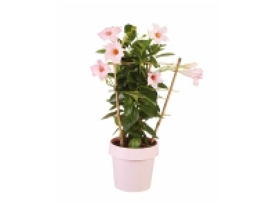 Dipladénia 5.39 €