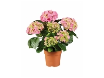 Lidl  Hortensia