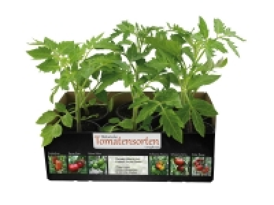 Lidl  Barquette de 6 plants de tomates anciennes